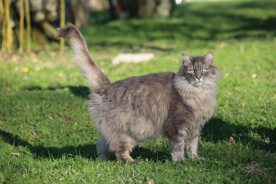 Sirius le chat d'Isabelle
